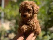 Red Brown Toy Poodle 