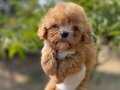 Safkan Teacup Maltipoo yavrularımız