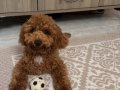 Toy poodle 6 aylik