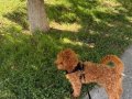 Toy poodle 6 aylik