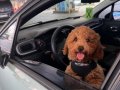 Toy poodle 6 aylik