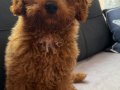Toy poodle 6 aylik