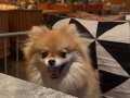 Pomeranian boo ayı surat karneli