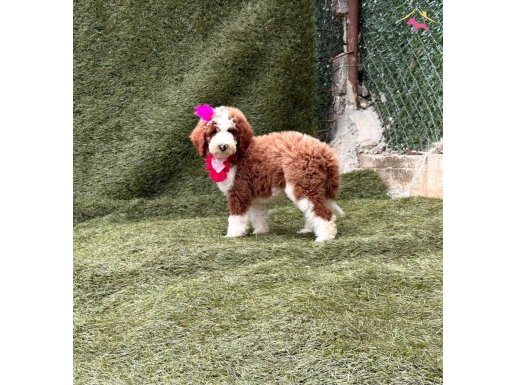 YETİŞKİN TOY POODLE