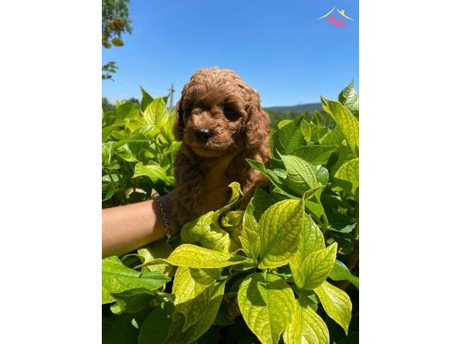 ORJİNAL TOY POODLE