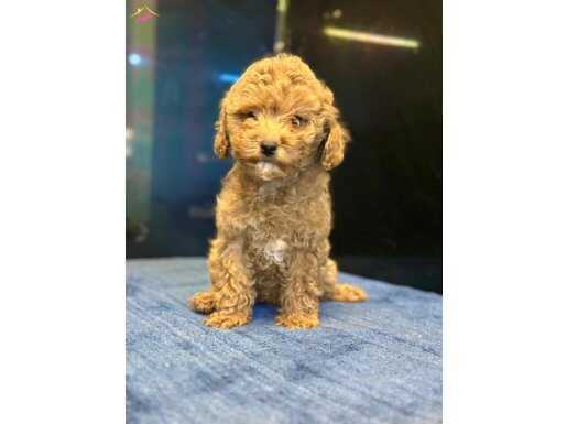 APRİCOT TOY POODLE YAVRULAR