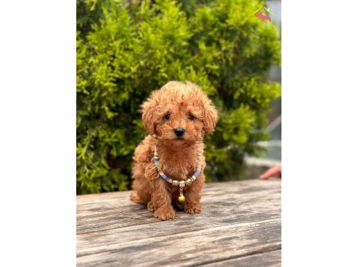 SAFKAN TOY POODLE