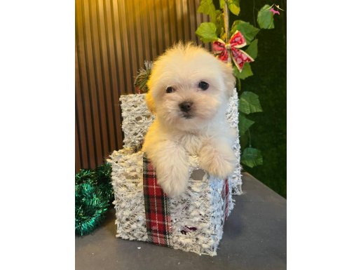 ORJİNAL MALTESE TERRİER YAVRULAR