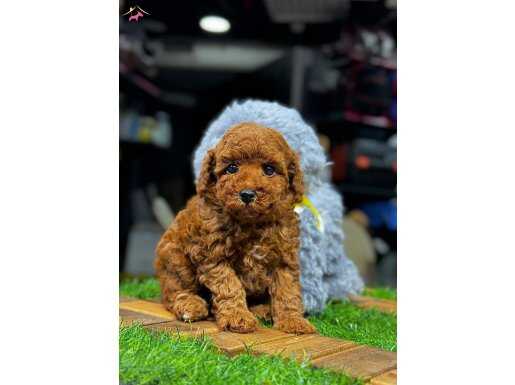 SAFKAN TOY POODLE YAVRULAR