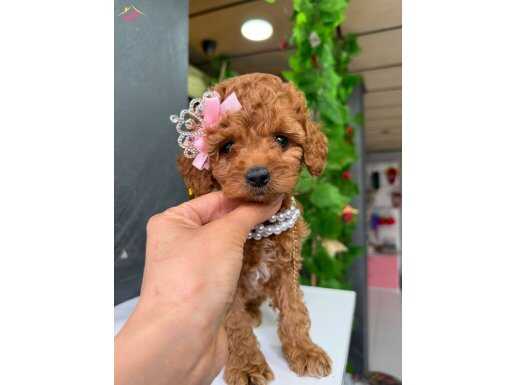 SEVİMLİ TOY POODLE YAVRULAR