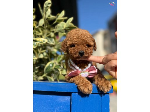 KORE KAN TOY POODLE YAVRULAR