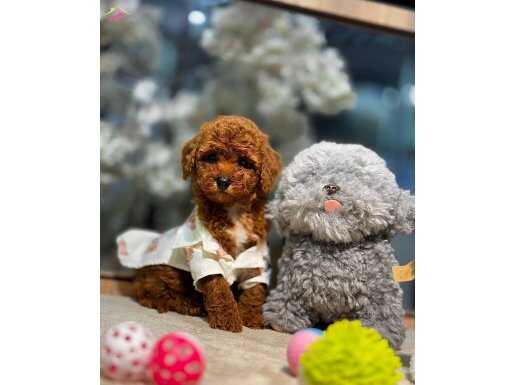 Sosyal Ortamın Yıldızı Kızıl Toy Poodle Yavruları