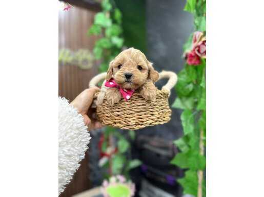 ORJİNAL MALTİPO YAVRULAR