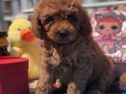 SEVİMLİ TOY POODLE YAVRULAR