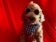 SEVİMLİ POODLE YAVRULAR