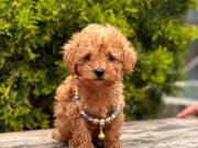 SAFKAN TOY POODLE