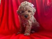 OYUNCU TOY POODLE YAVRULAR
