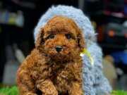 SAFKAN TOY POODLE YAVRULAR