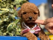 KORE KAN TOY POODLE YAVRULAR