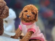 Sosyal Ortamın Yıldızı Safkan Toy Poodle Yavruları