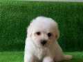 ORJİNAL MALTESE TERRİER