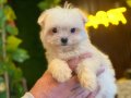 MİNİK MALTESE TERRİER YAVRULAR 