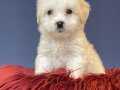 YAVRU MALTESE TERRİERLER