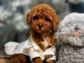 Sosyal Ortamın Yıldızı Kızıl Toy Poodle Yavruları