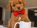 SAFKAN TOY POODLE