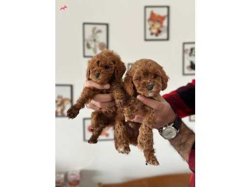 Ankara’nın toy poodle gibi maltipoosu