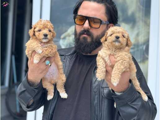 Ankara’nın gerçek toy Maltipoo yavruları 