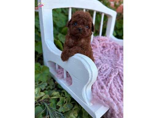 Gerçek toy poodle yavru isteyenler arayınız 