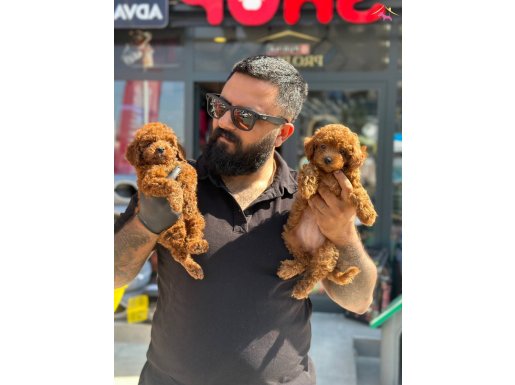 Çağrı çemçemin size özel seçtiği yavrular 