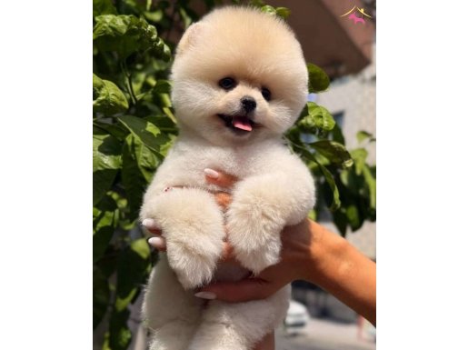 Irk danışmanı çağrı çemçemin özel yavruları 