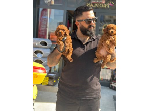 Çağrı çemçemin özel katalogundan yavrular 