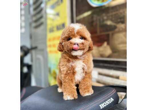 Ankarada tek çağrı çemçemin kataloğundan 