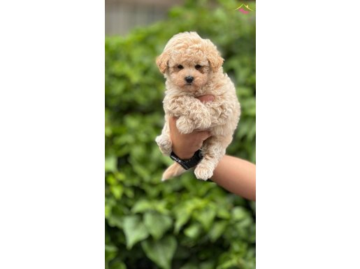 Ankara’nın gerçek Maltipoo yavruları çağrı çemçemin katalogu