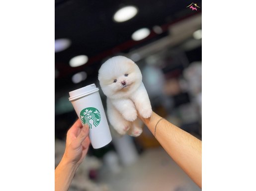 Çağrı çemçemin katalogundan Pomeranian Boo yavrular 