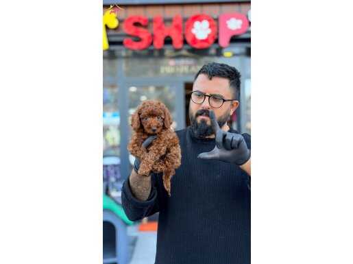 Çağrı çemçem in seçtiği yavrular 