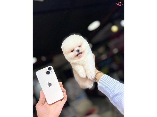 Çağrı çemçemin seçtiği katalog yavruları 