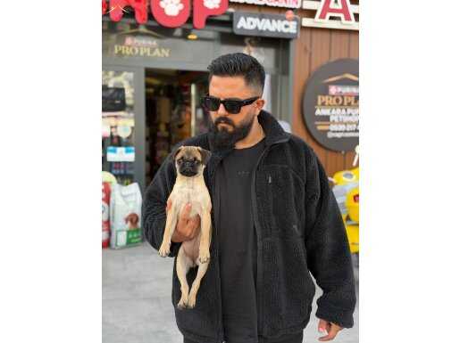 Tamamen ücretsiz 3 aylık dişi 