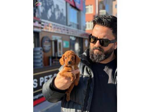 Tamamen ücretsiz erkek yavrum 