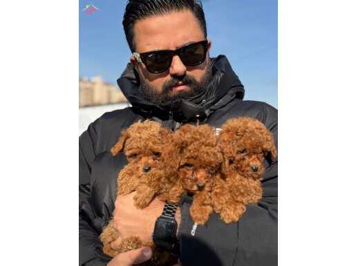 Ankara’nın en güzelleri 