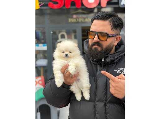 Çağrı Cemcem Özel Kataloğundan Safkan Pomeranian Boo Yavrusu