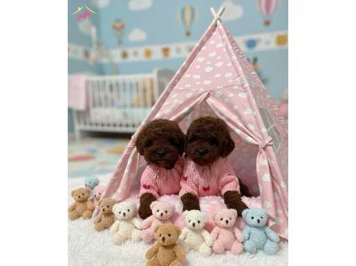 Ankara'nın En Sosyal Minyatürleri: Toy Poodle Yavruları