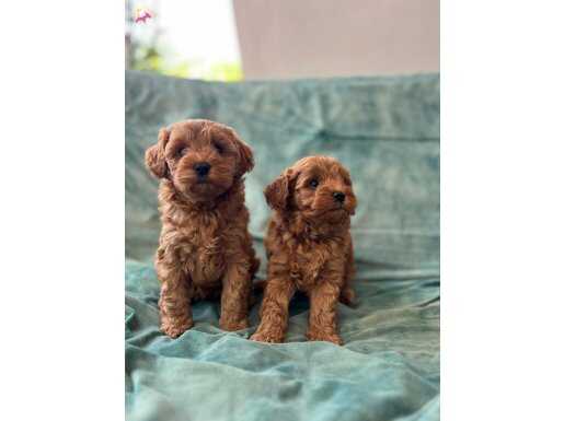 Ankara Çankaya’da Kızıl Bukleli Şampiyon Maltipoo Yavruları