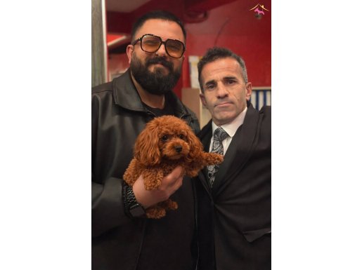 Sosyal Ortamların Yıldızı Toy Poodle Yavrusu