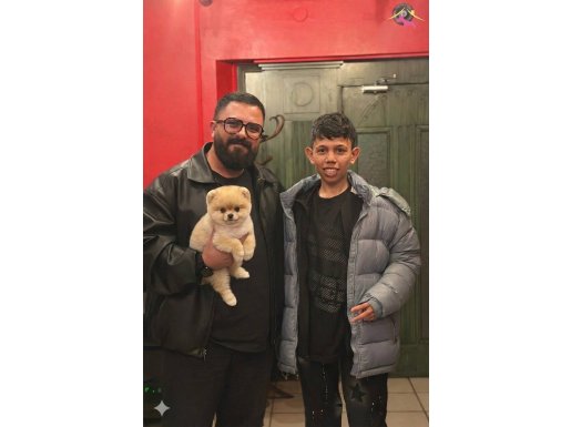 Avuç İçi Kadar Mutluluk: İkonik Kürklü Pomeranian Boo Yavrumuz