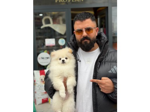 Ankarada tam safkan erkek yavrumu sahiplendiriyorum