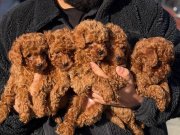 Ankara’da tek pet danışmanlığından toy bebekler